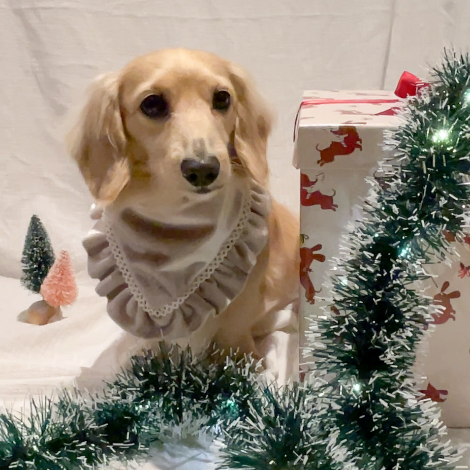 Midnight Toast Bandana | Holly & Jolly