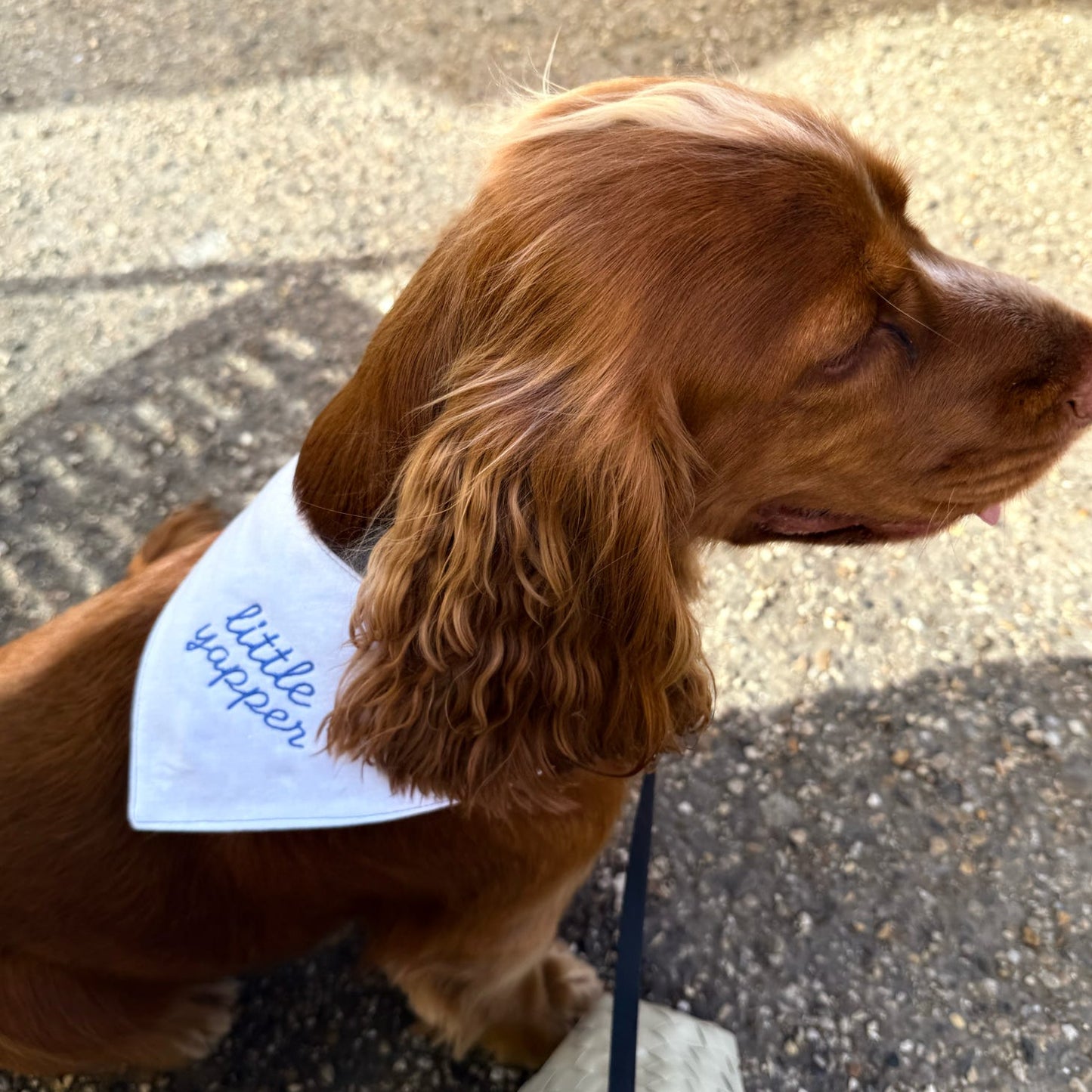 Little Yapper | Bandana