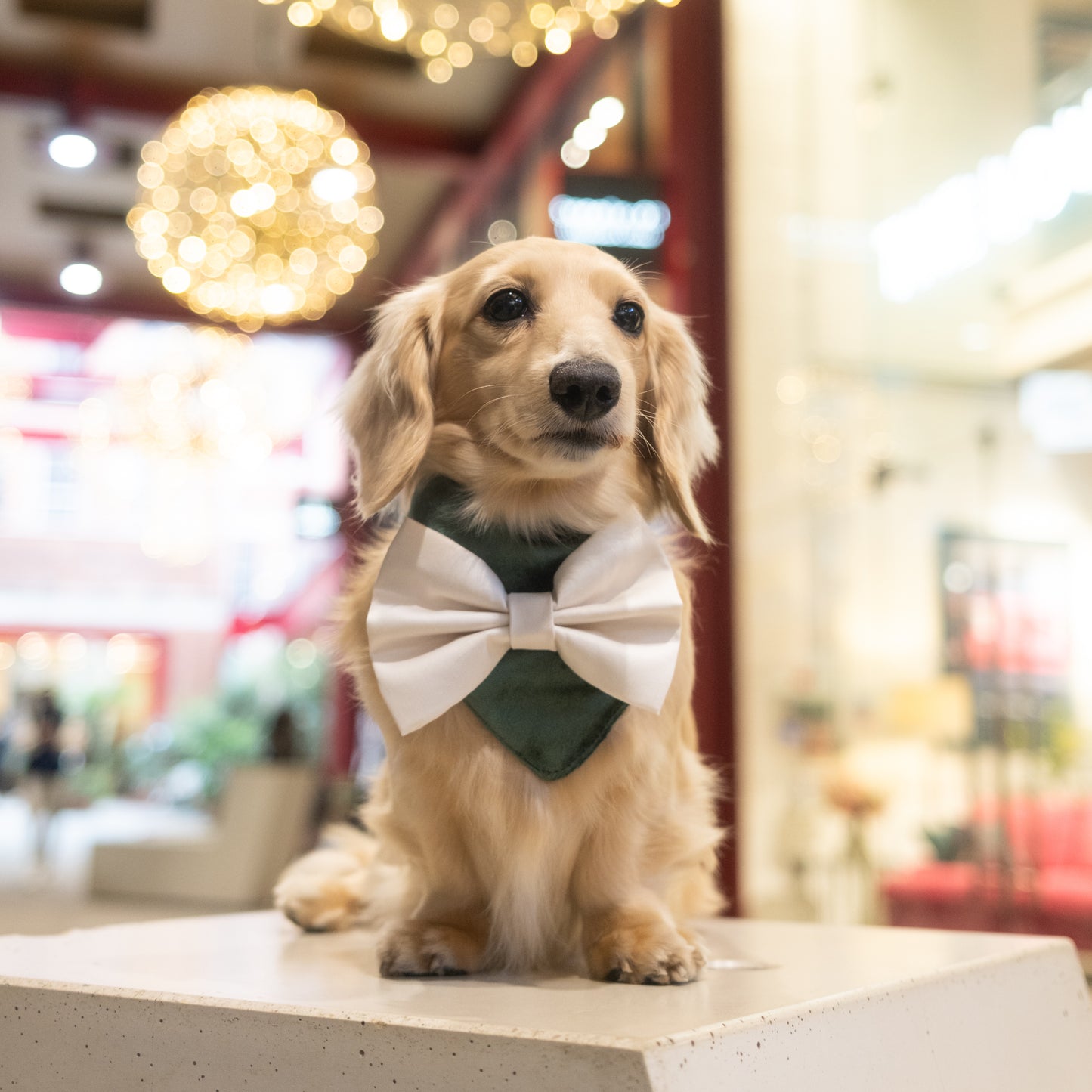 Mistletoe Bandana | Holly & Jolly