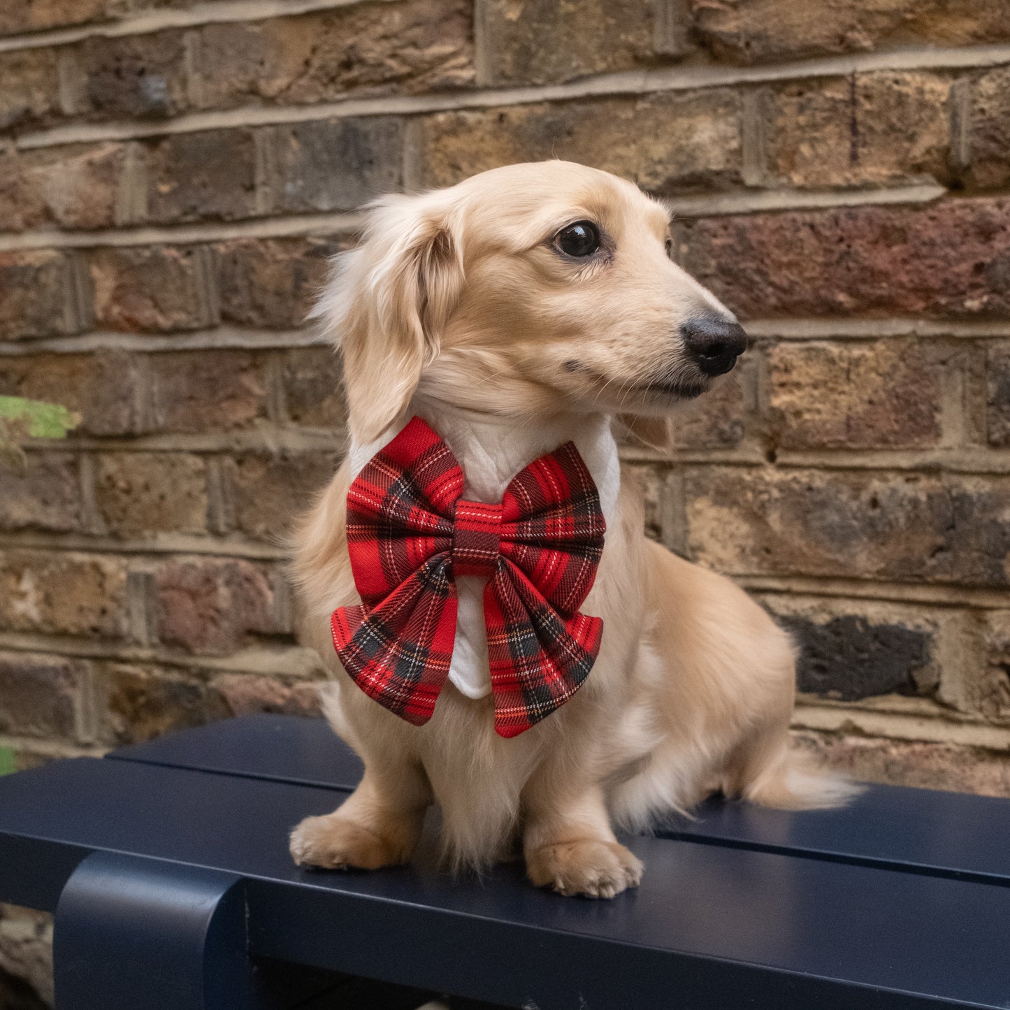 Belle Noel Bandana | Holly & Jolly