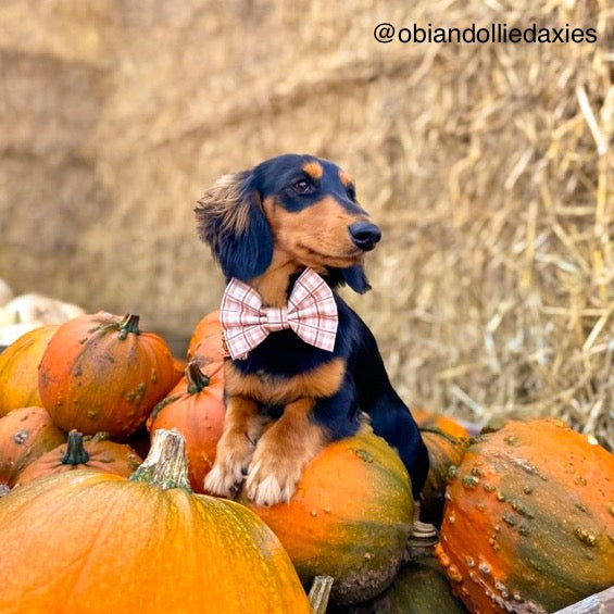 Maple Leaves Bow Tie | Cinnamon Lane Collection