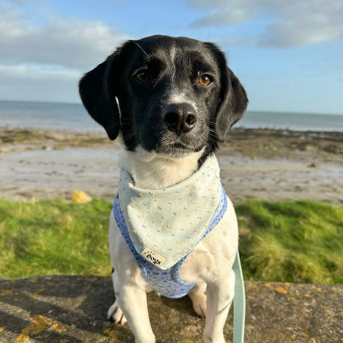 Mint Sprinkles Bandana