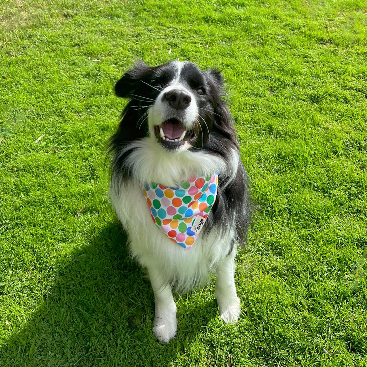 Polka Dog Bandana