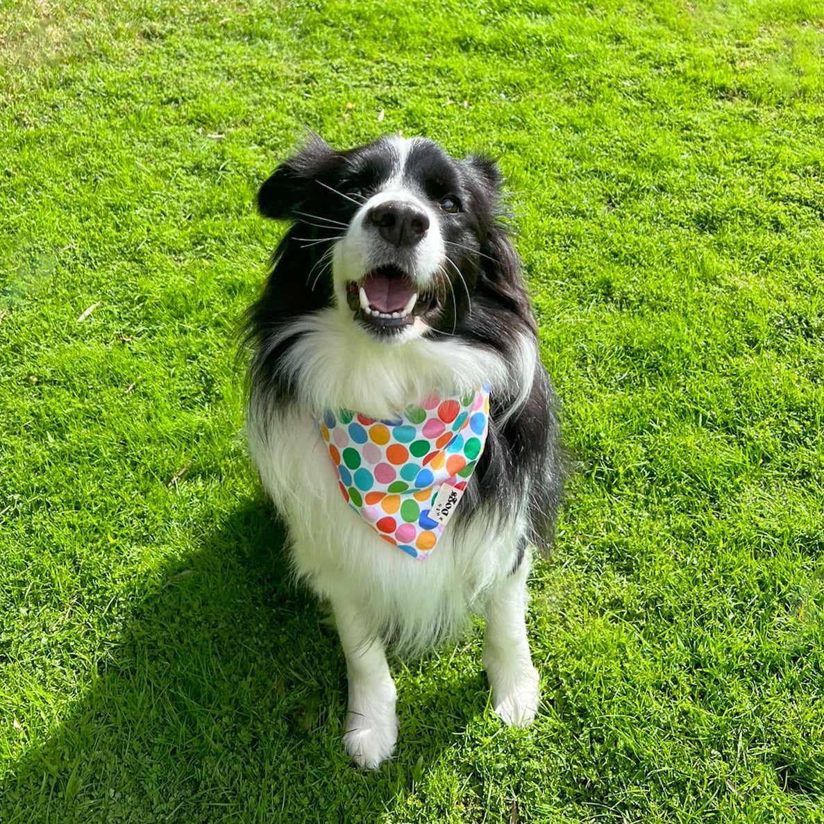 Polka Dog Bandana & Scrunchie Set