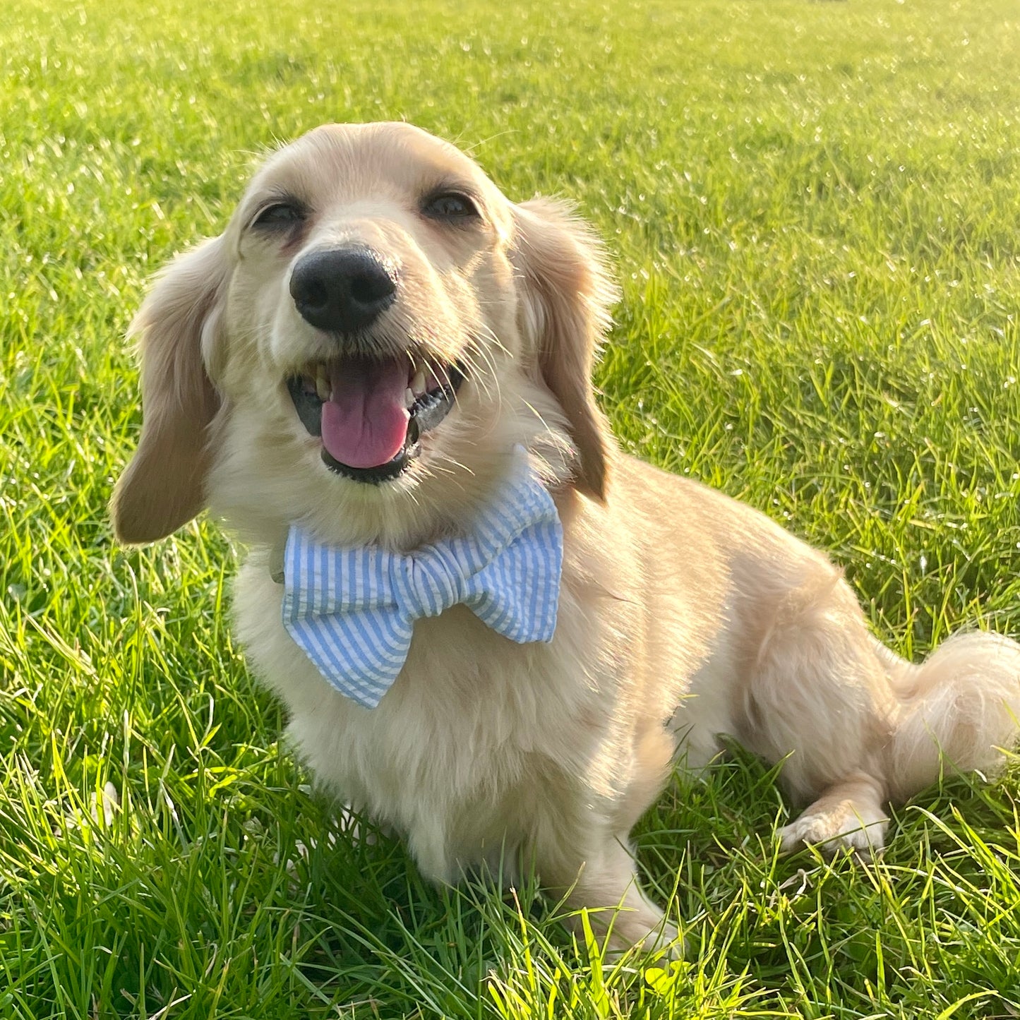 Blue Sky Bow Tie | Summer Breeze Collection