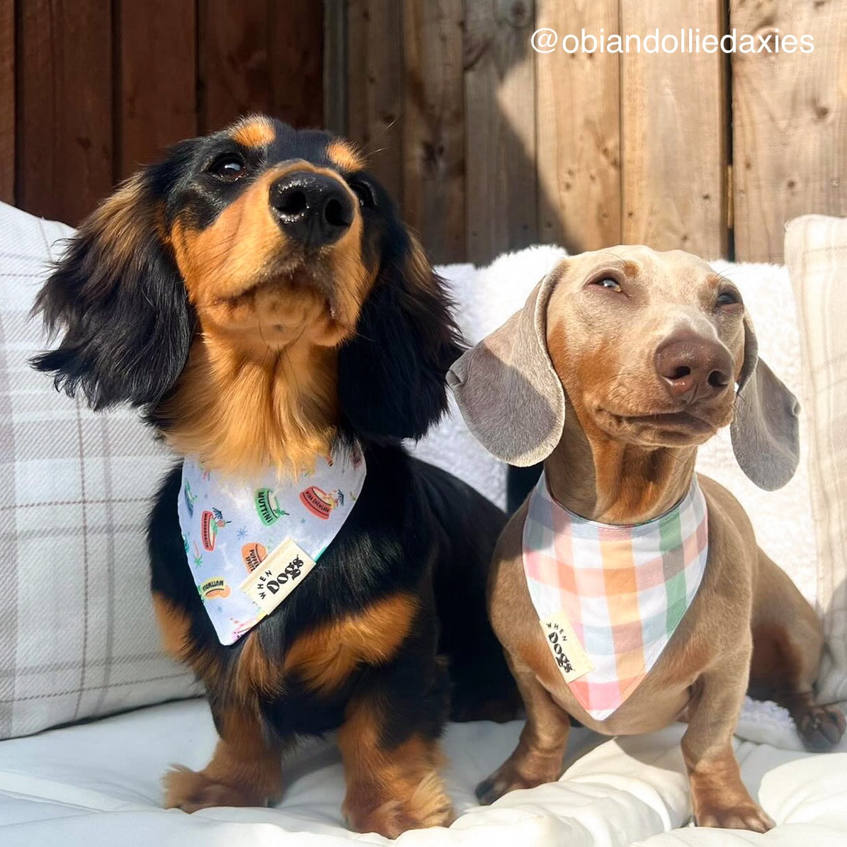 Yappy Hour & Shady Dogs | Reversible Snap-On Bandana