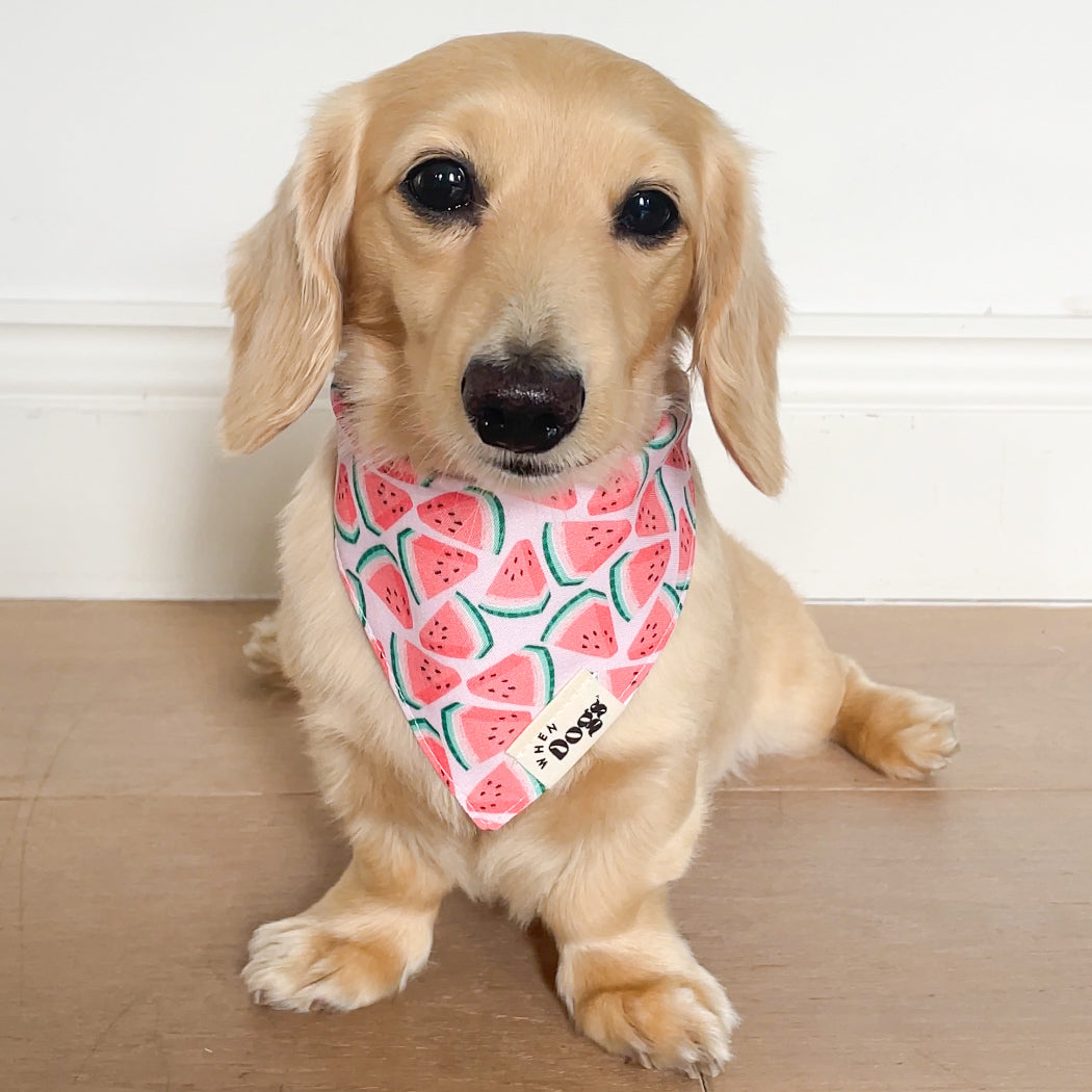 Watermelon & Popsicles | Reversible Snap-On Bandana