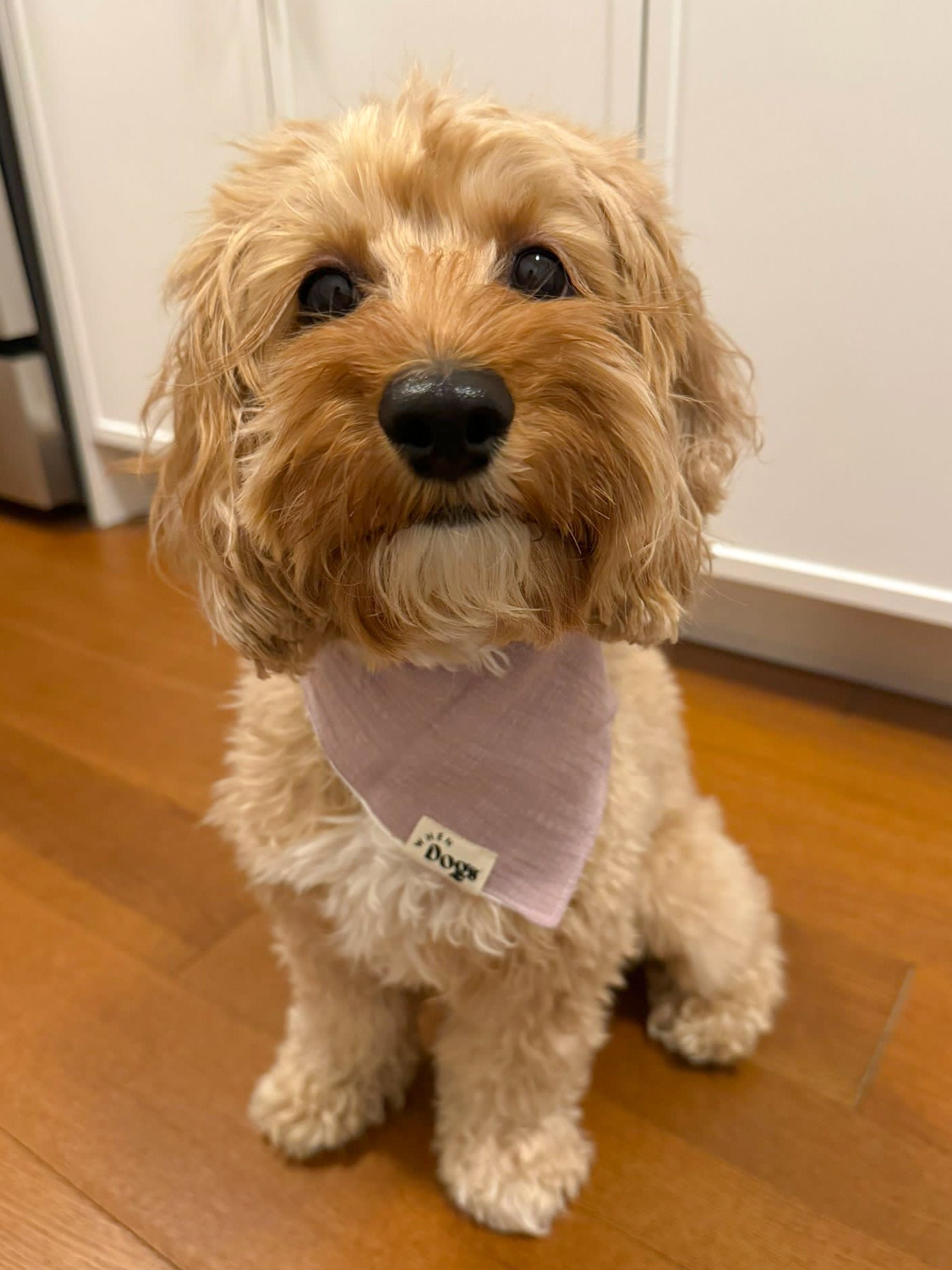 Vanilla Sprinkles Bandana