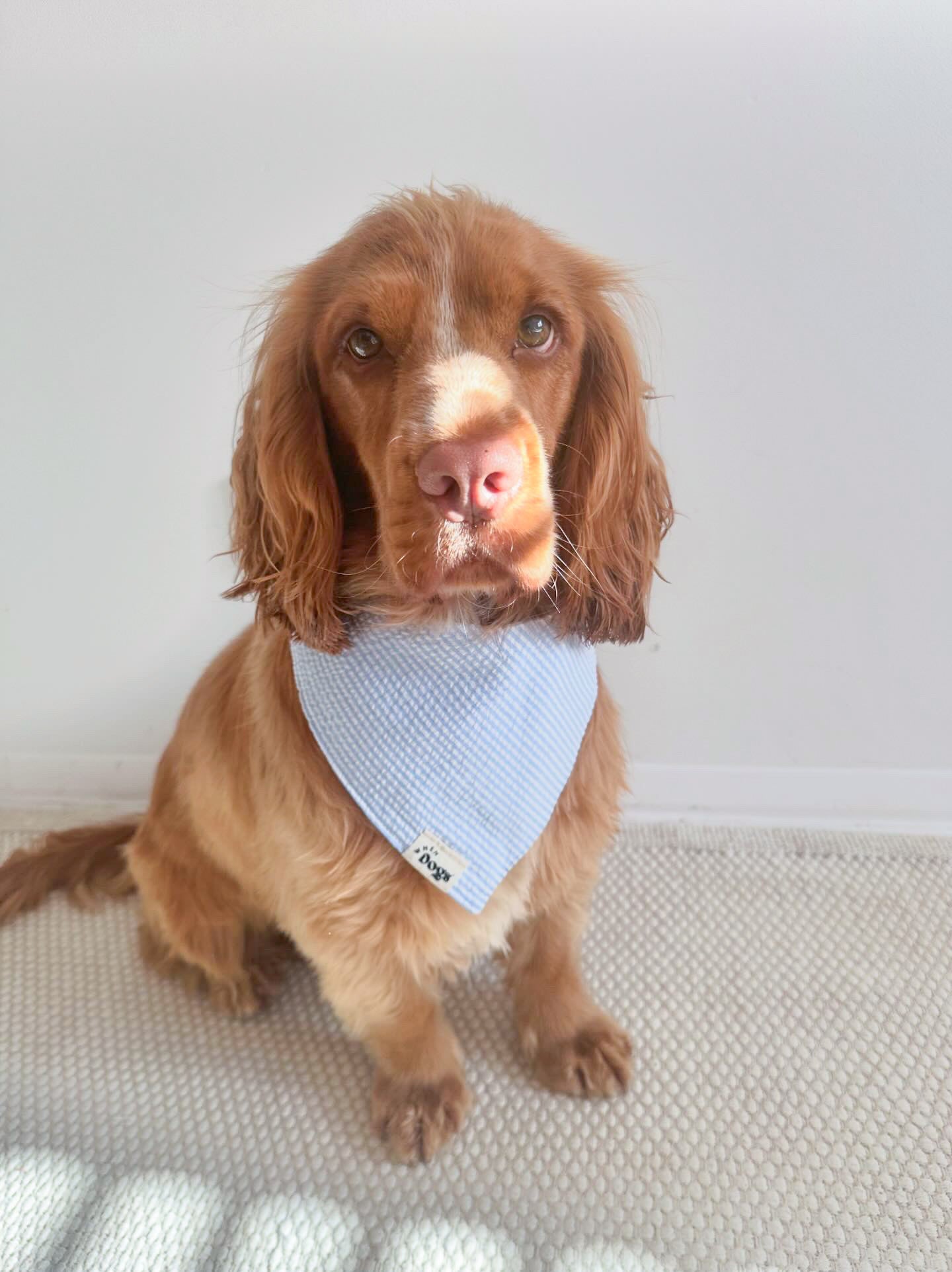 Blue Sky Bandana | Summer Breeze Collection