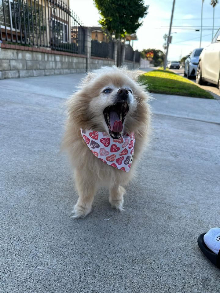 Puppy Love Bandana