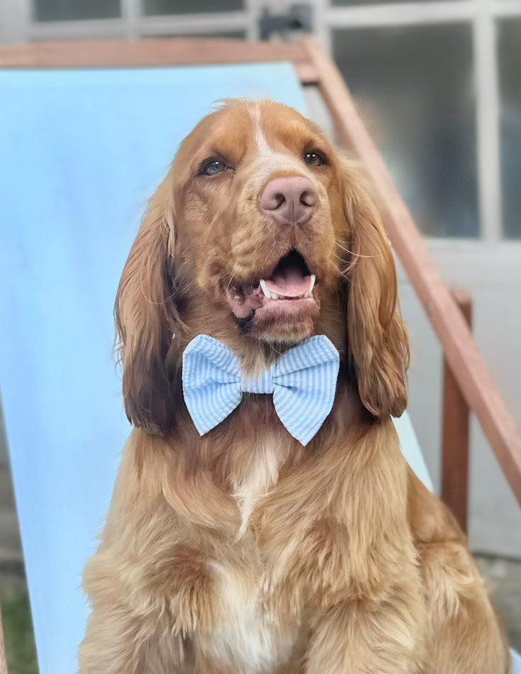 Blue Sky Bow Tie | Summer Breeze Collection