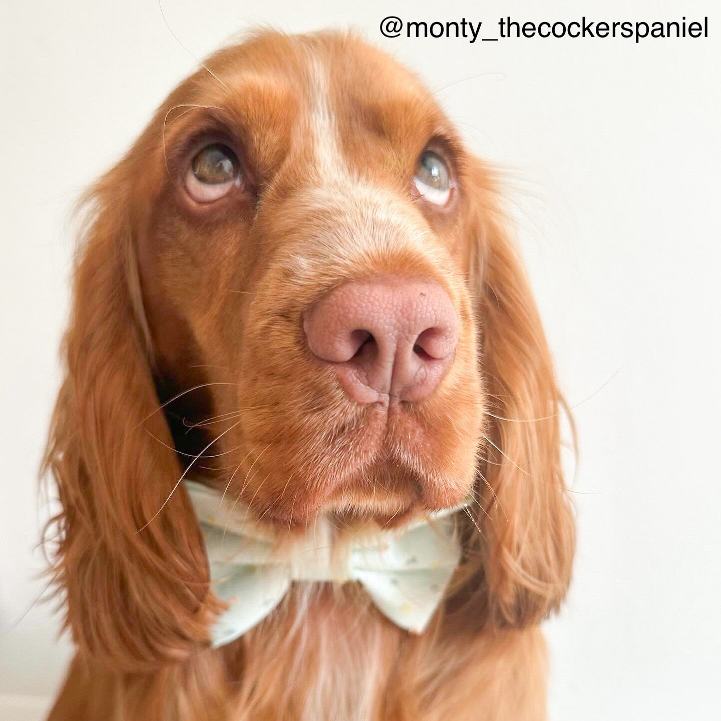 Mint Sprinkles Bow Tie